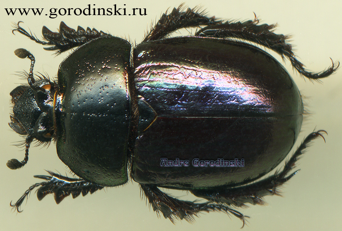 http://www.gorodinski.ru/geotrupes/Odontotrypes hayeki hayeki.jpg